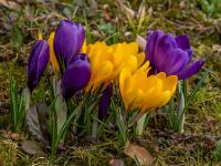 Violette Krokusse dicht an gelber Krokusgruppe